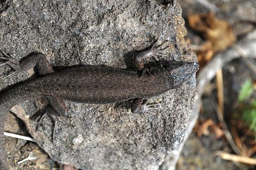 Aeolian wall lizard